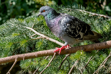 Rock Dove (Columba livia) in park, Moscow, Russia
