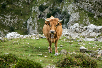 Fototapeta na wymiar Beef cows grazing in the Picos de Europa, Asturias. Cows in the mountain