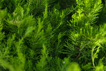 Macro background of Christmas green tree branches.