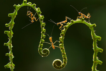 Baby Mantis with Fern and Leaf Ege