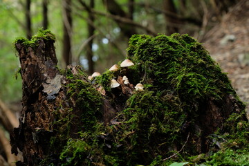 秋山の実り。森のキノコ。Mushroom In The Forest, autumn time Japan