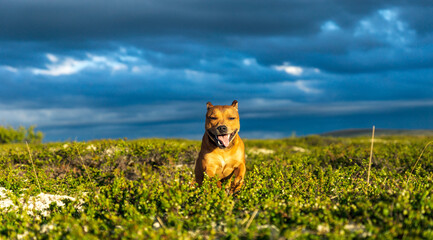Staffordshire bull terrier pet portrait outdoors in the wilderness during golden hour with blue storm clouds in the background.