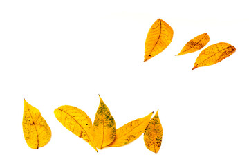 Autumn leaf close-up on white background. rich color background