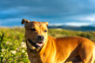Staffordshire bull terrier pet portrait outdoors in the wilderness during golden hour with blue storm clouds in the background.