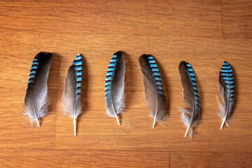 Blue jay feathers - symbol of good luck - on a wooden table