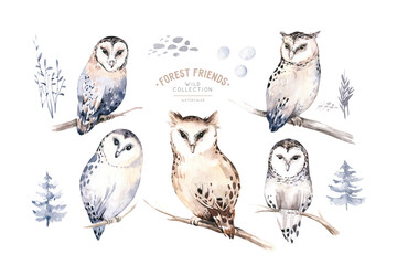 Watercolor winter forest animals owl isolated on white background. Wild forest owls animals set. Hand painted winter christmas card