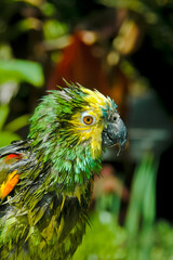 Blue-fronted Parrot (Amazona aestiva)