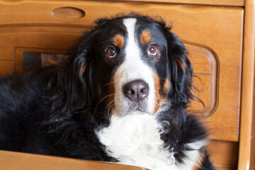 バーニーズマウンテンドッグ