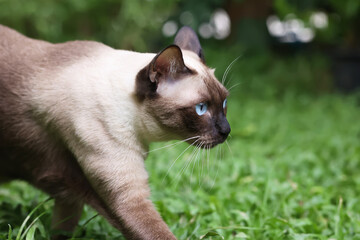 Siamese cat are walking in the garden with green grass. Thai cat with blue eye are looking at something in the morning.