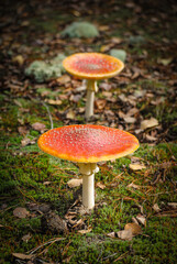 red mushroom in the forest