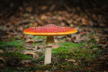 amanita muscaria fly agaric