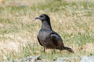 Pomarine Jaeger (Stercorarius pomarinus) in Barents Sea coastal area, Russia