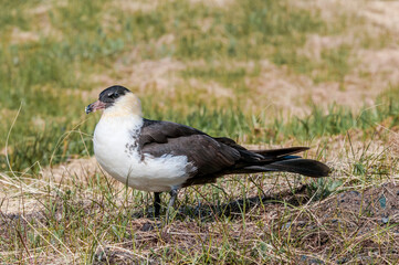 Pomarine Jaeger (Stercorarius pomarinus) in Barents Sea coastal area, Russia