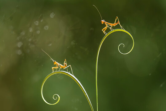 Baby Mantis with Fern and Leaf Ege