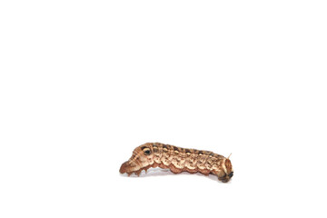  big brown caterpillars on a white background are shot close-up, showing the caterpillars in fine detail, with a complementary flash for clarity.