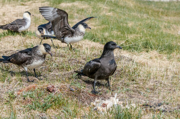 Pomarine Jaeger (Stercorarius pomarinus) in Barents Sea coastal area, Russia