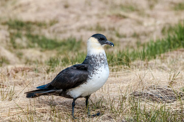 Pomarine Jaeger (Stercorarius pomarinus) in Barents Sea coastal area, Russia