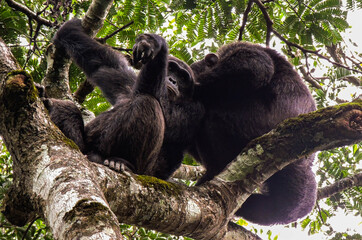 Chimpanzees in the treetop, Kibale, Uganda