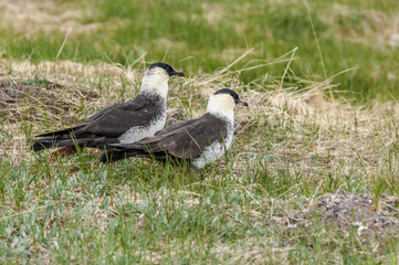 Obraz premium Pomarine Jaeger (Stercorarius pomarinus) in Barents Sea coastal area, Russia