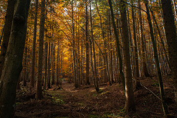 los bosques en otoño tienen una magia especial  © Vlad