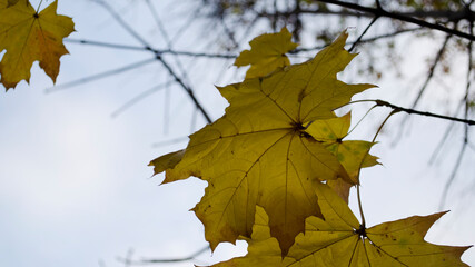 maple leaf closeup. blue sky. blurred background. space for text.