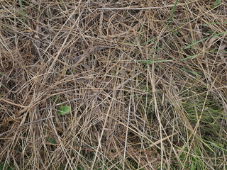 hay bale in the field closeup