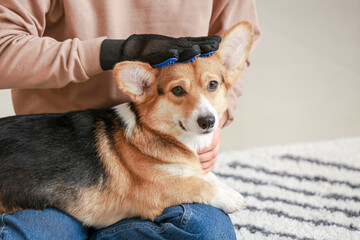 Woman brushing her dog with hair removing glove at home