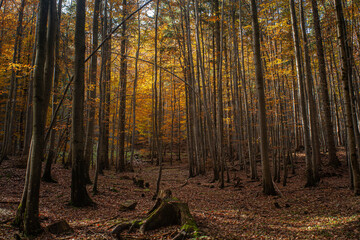 los bosques en otoño tienen una magia especial  © Vlad