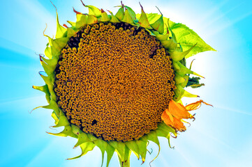 Sunflower on summer blue sky. Sunbeams due to sunflower. Bright joyful mood