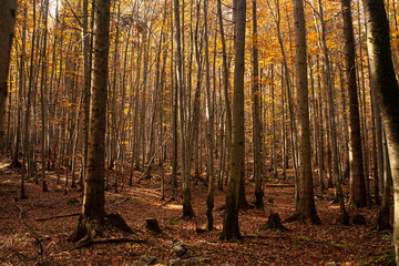 los bosques en otoño tienen una magia especial  © Vlad