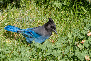 Steller’s Jay (Cyanocitta stelleri) in coniferous forest, Anchorage, Alaska, USA