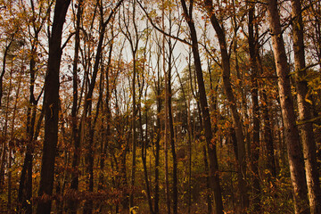 Fototapeta premium Prague forest in autumn