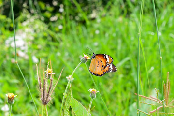 ladybug on grass