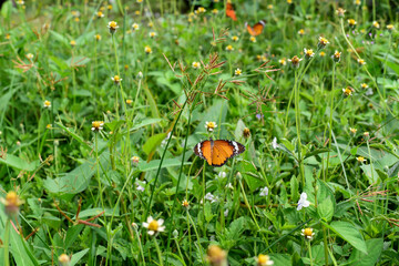 ladybug on grass