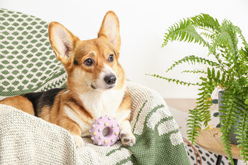 Cute dog lying on armchair at home