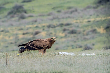 Steppe Eagles (Aquila nipalensis) in the foothills of Caucasus, Republic of Dagestan, Russia