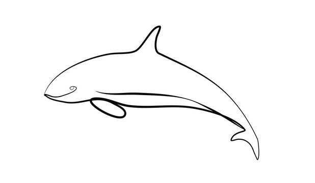 SINGLE-LINE DRAWING OF A DOLPHIN . This hand-drawn, continuous, line illustration is part of a collection of artworks inspired by the drawings of Picasso. Each gesture sketch was created by hand.
