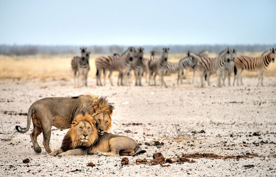 Lions and zebras