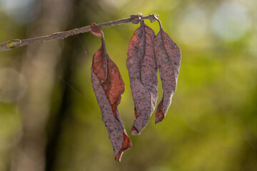 close up of dead leafs in the autumn 