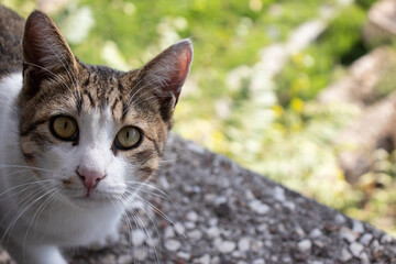Frame of a cute cat outdoor