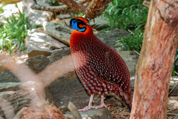 Satyr Tragopan (Tragopan satyra) male