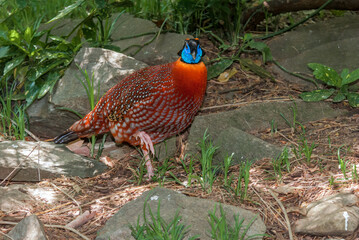 Satyr Tragopan (Tragopan satyra) male