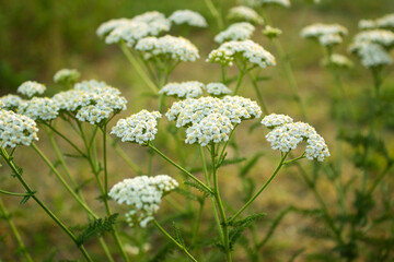 Yarrow Common (Achillea millefolium) white flowers close up on green blurred grass background, selective focus. Medicinal wild herb Yarrow. Healing plants concept