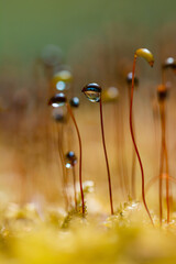 Macro of tiny moss with dew water drops hanging. Captured in the forest in the morning