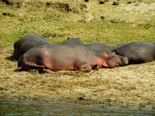 Hippos sleeping in the shore, Queen Elizabeth National Park, Uganda
