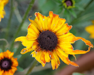 Close up of a yellow flower