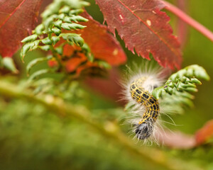 caterpillar on fern plant