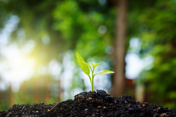 Seedling are growing in the soil with water drops and sunlight in the morning. / World Soil Day.