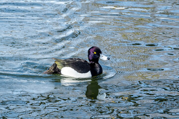 Fototapeta premium Tufted Duck (Aythya fuligula) drake on lake