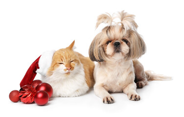 Obraz premium Cute cat and dog with Christmas decor on white background